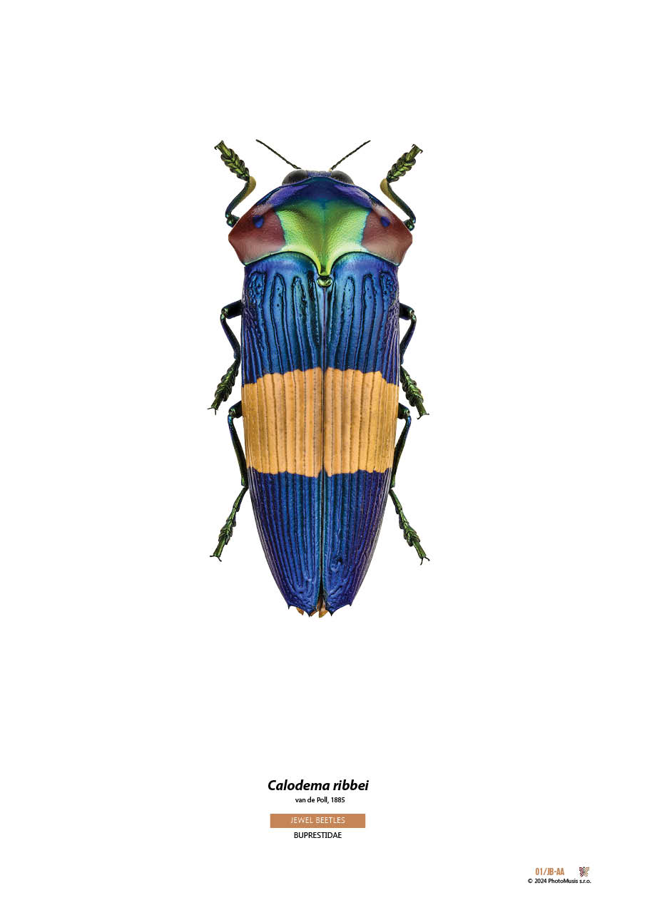 Calodema ribbei