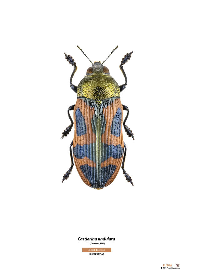 Castiarina undulata
