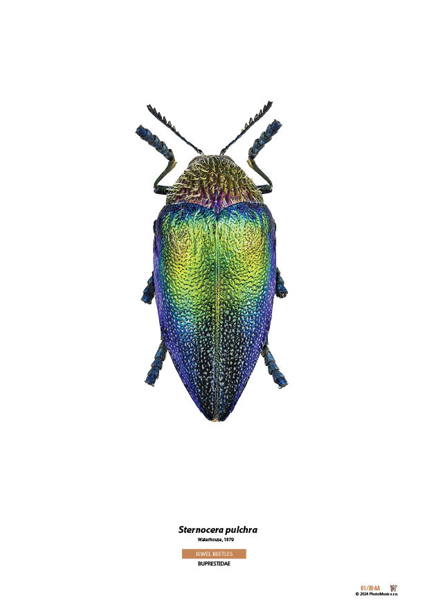 Sternocera pulchra