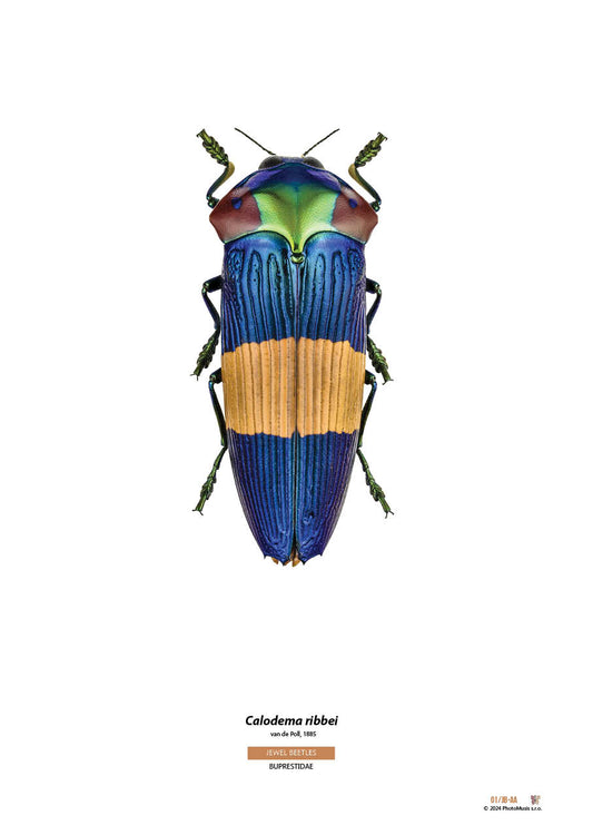 Calodema ribbei