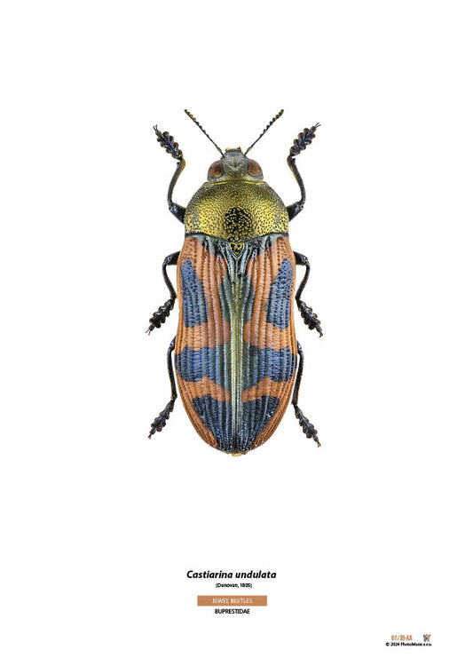 Castiarina undulata