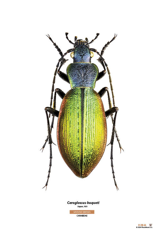 Ceroglossus buqueti