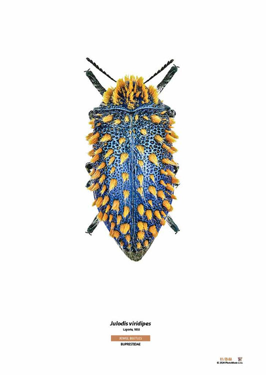 Julodis viridipes