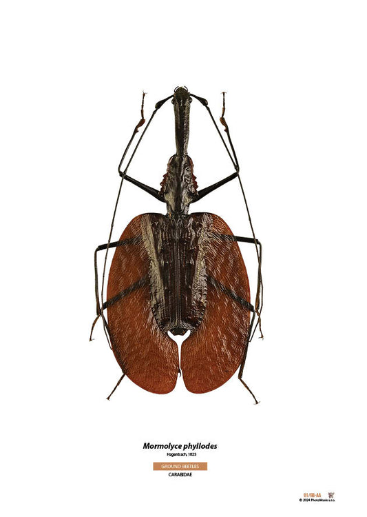 Mormolyce phyllodes