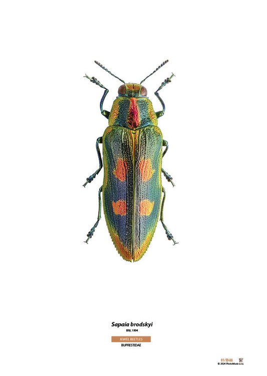 Sapaia brodskyi