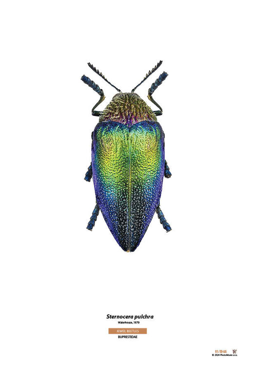 Sternocera pulchra