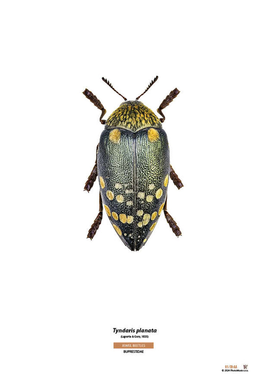 Tyndaris planata